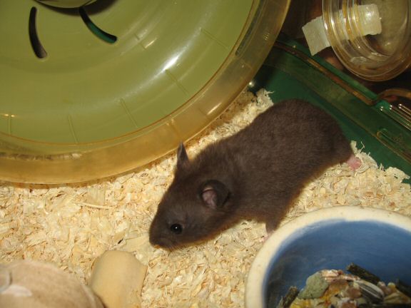 Testing my hamster Lucy with a big and small treat.