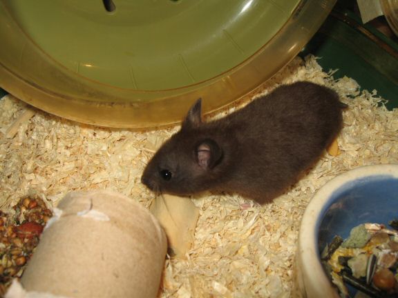 Giving my hamster Lucy a first pat on the back.