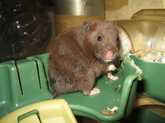 Doing my best to get familiar with my hamster Lucy.