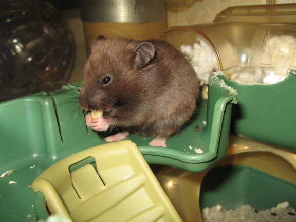 Doing my best to get familiar with my hamster Lucy.