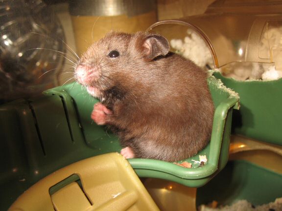 Doing my best to get familiar with my hamster Lucy.