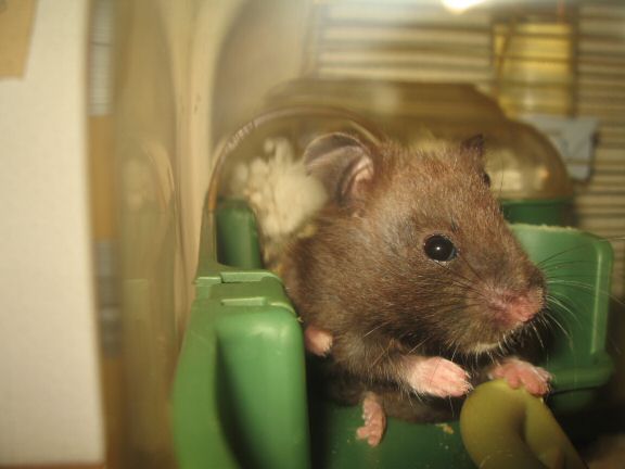 Doing my best to get familiar with my hamster Lucy.