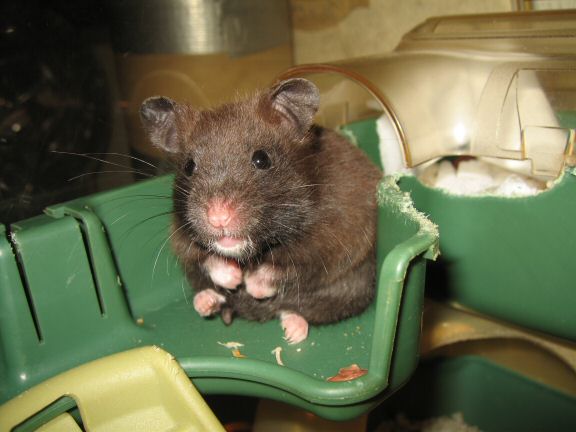 My hamster Lucy is still a bit shy...