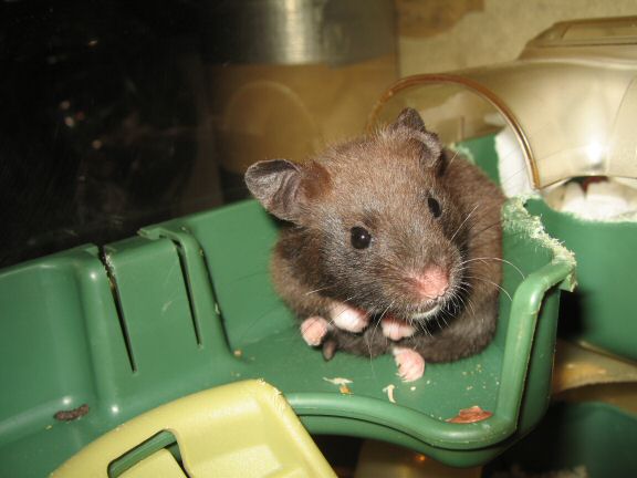 My hamster Lucy is still a bit shy...