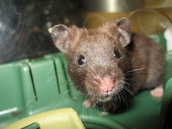 My hamster Lucy is still a bit shy...