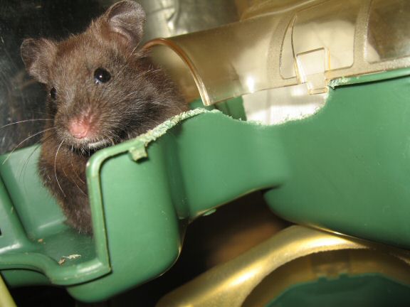 My hamster Lucy is still a bit shy...