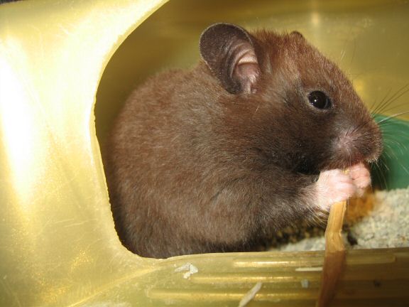 My hamster Lucy is dicovering the joys of HamsterTracker(tm).