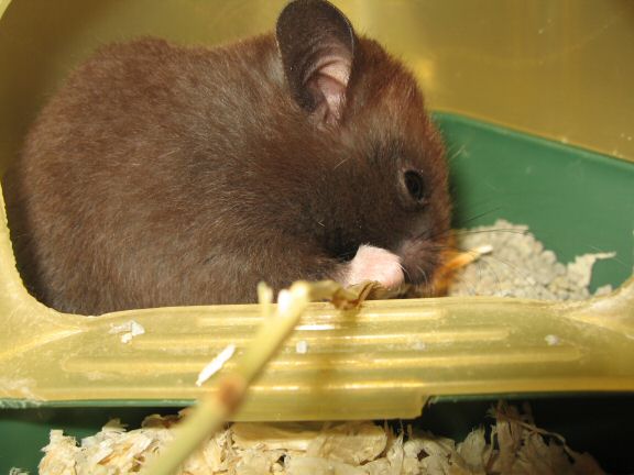 My hamster Lucy is discovering the joys of HamsterTracker(tm).