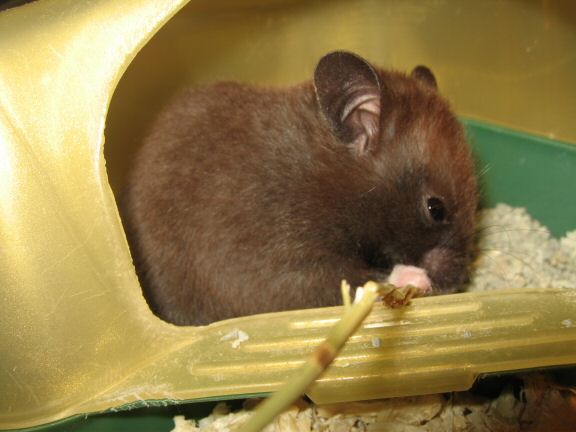 My hamster Lucy is discovering the joys of HamsterTracker(tm).