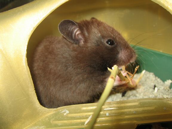 My hamster Lucy is discovering the joys of HamsterTracker(tm).