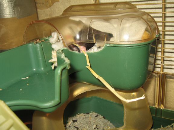 I don't know how my hamster Lucy did this.