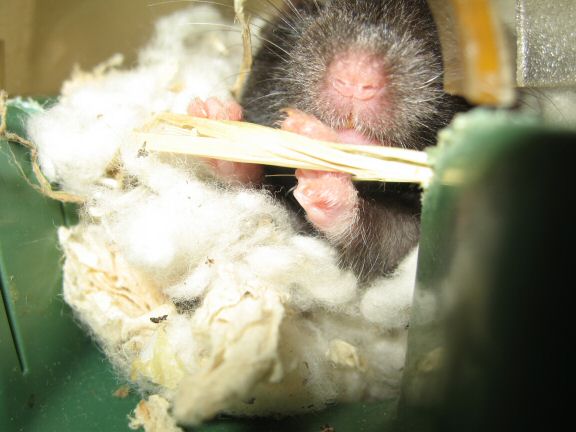 I don't know how my hamster Lucy did this.