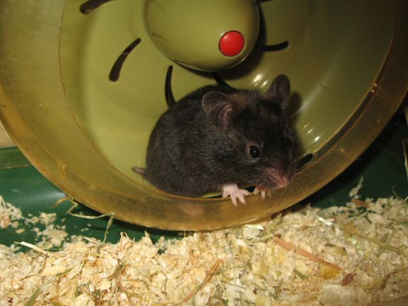 My hamster Lucy reacting to Mr. Whiskers attention.