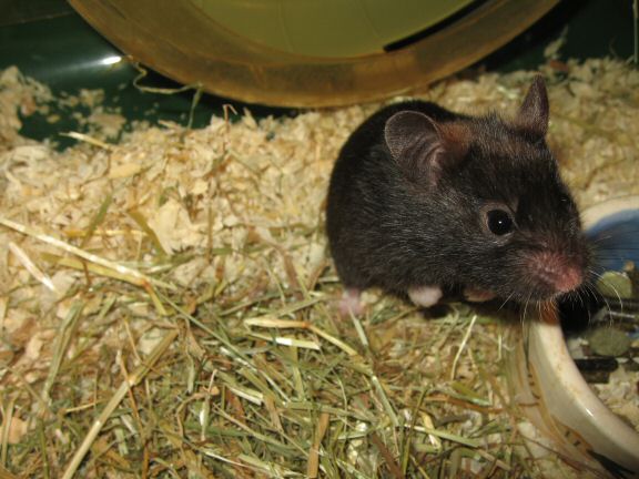 My hamster Lucy reacting to Mr. Whiskers attention.