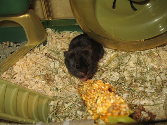Serving my hamster Lucy her first Kräcker...
