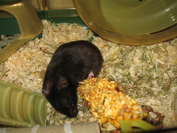 Serving my hamster Lucy her first Kräcker...