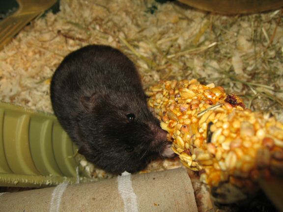 Serving my hamster Lucy her first Kräcker...