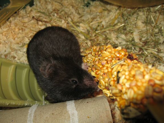 Serving my hamster Lucy her first Kräcker...