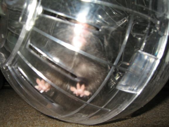 My hamster Lucy her first time in her Explorer Ball...