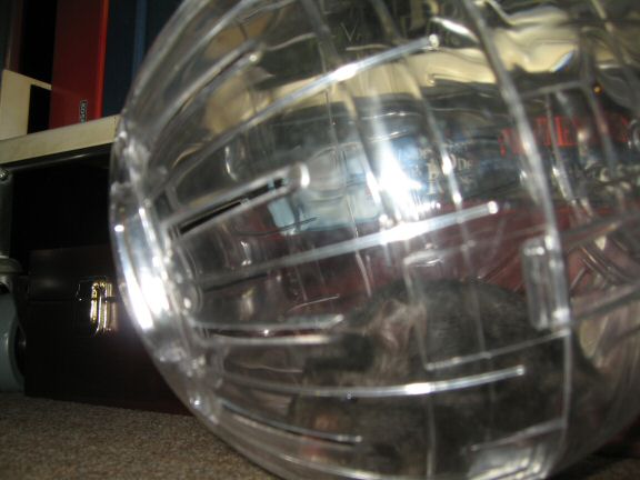 My hamster Lucy her first time in her Explorer Ball...