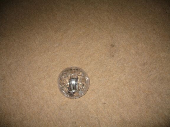 My hamster Lucy her first time in her Explorer Ball...