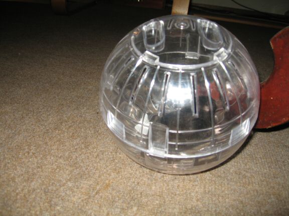 My hamster Lucy her first time in her Explorer Ball...