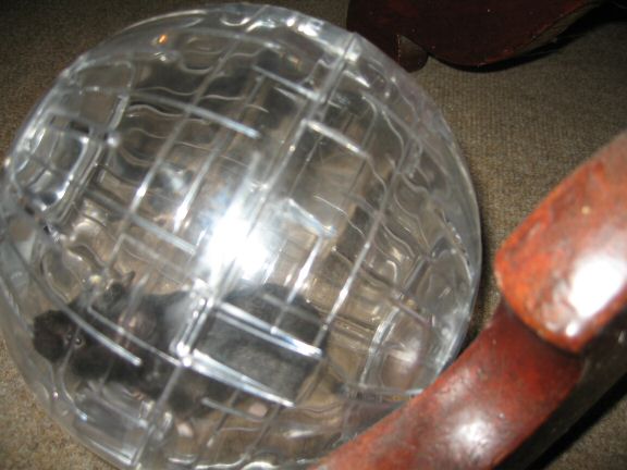 My hamster Lucy her first time in her Explorer Ball...