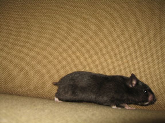 My hamster Lucy her first time on the couch...