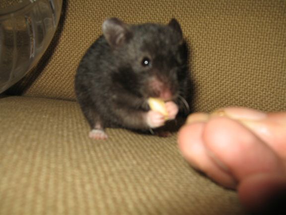 My hamster Lucy her first time on the couch...