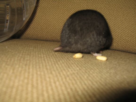 My hamster Lucy her first time on the couch...