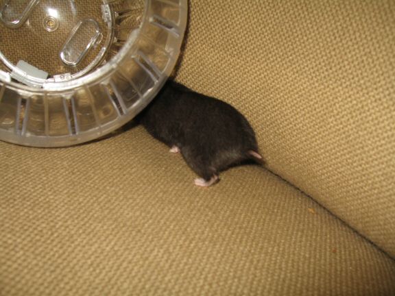 My hamster Lucy her first time on the couch...