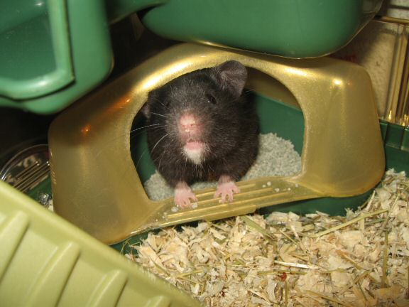 Still in the process of getting to know my hamster Lucy...