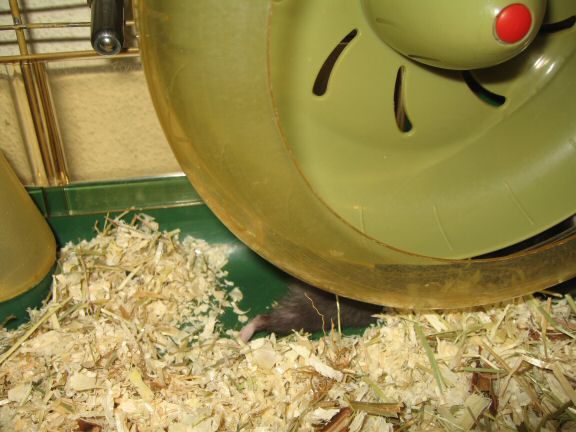 Still in the process of getting to know my hamster Lucy...