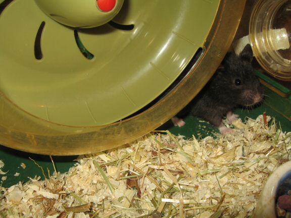 Still in the process of getting to know my hamster Lucy...