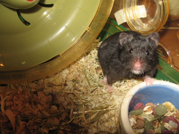 Still in the process of getting to know my hamster Lucy...