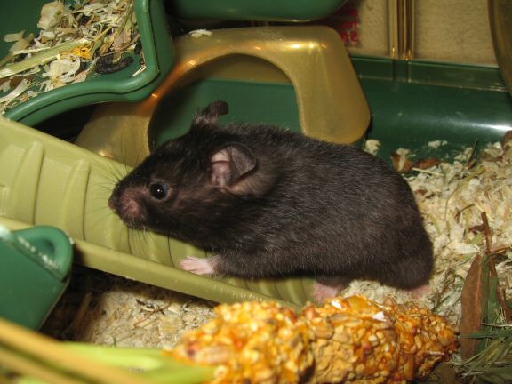 Still in the process of getting to know my hamster Lucy...