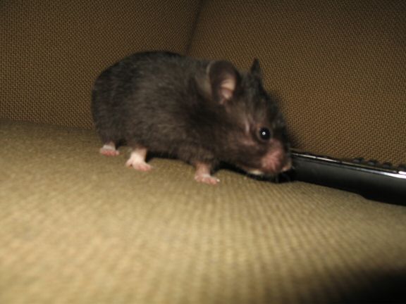 Memorable Couch-Time with my hamster Lucy...