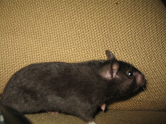 Memorable Couch-Time with my hamster Lucy...