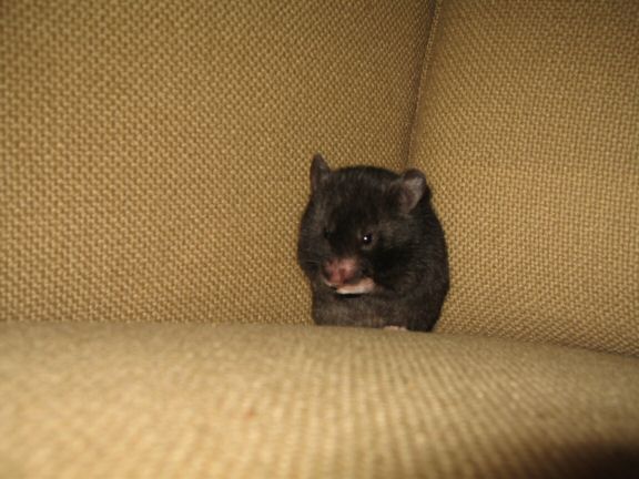 Memorable Couch-Time with my hamster Lucy...