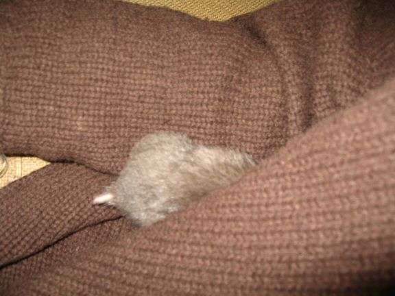 Memorable Couch-Time with my hamster Lucy...