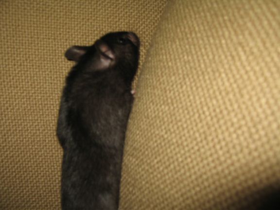 Memorable Couch-Time with my hamster Lucy...