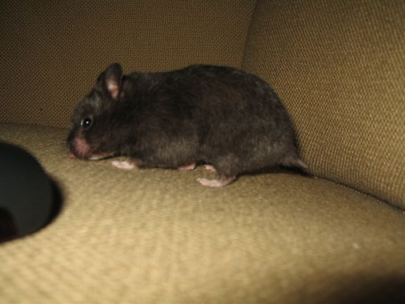 More Couch-Time with my hamster Lucy...