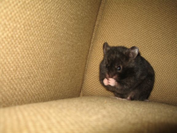 More Couch-Time with my hamster Lucy...