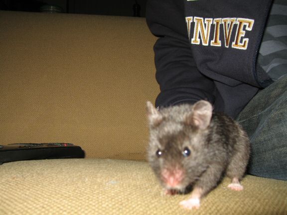 More Couch-Time with my hamster Lucy...