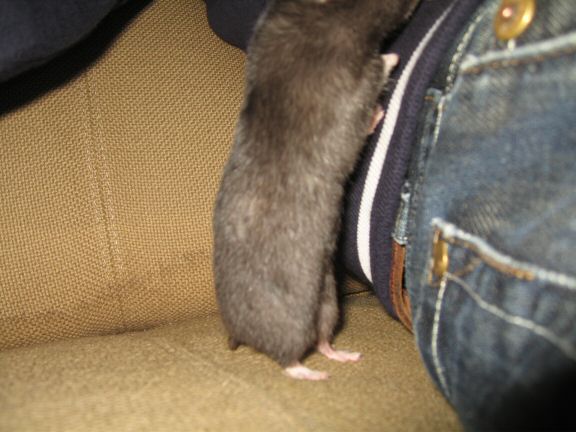 More Couch-Time with my hamster Lucy...