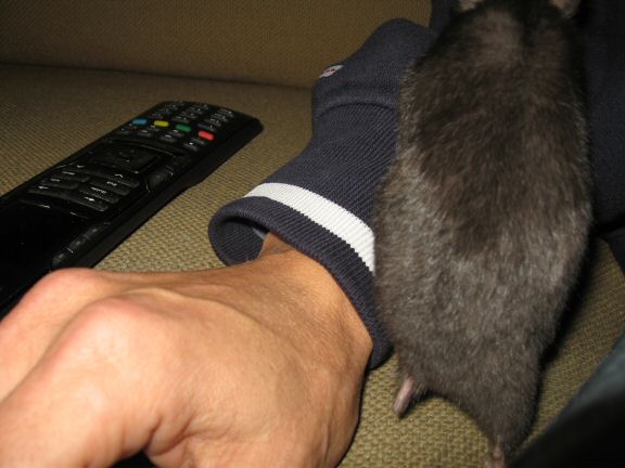 More Couch-Time with my hamster Lucy...