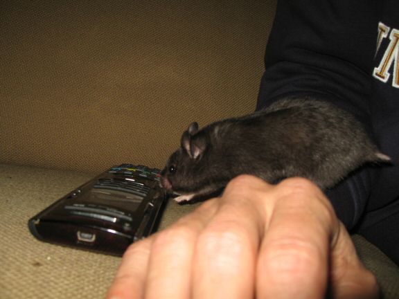 More Couch-Time with my hamster Lucy...