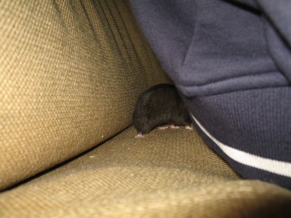 More Couch-Time with my hamster Lucy...