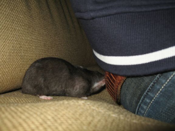 More Couch-Time with my hamster Lucy...
