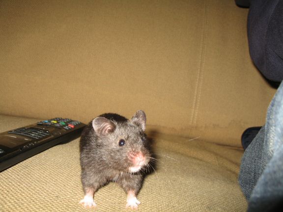More Couch-Time with my hamster Lucy...